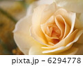 薔薇 6294778
