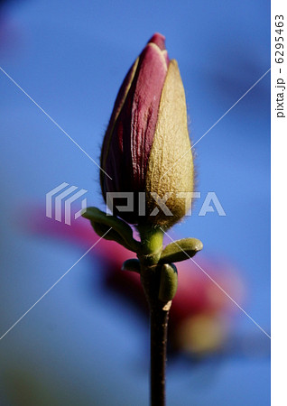 紫木蓮 花が紫色はシモクレンとも呼ばれます。 紫木蓮 花が紫色はシモクレンとも呼ばれます。 6295463