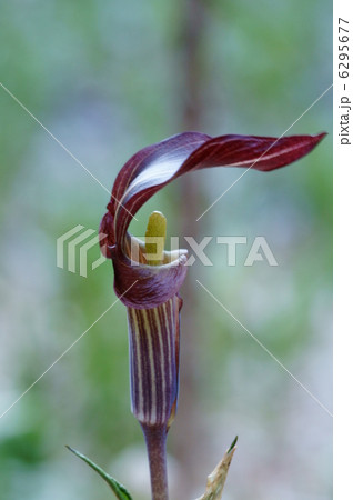 蝮草マムシグサ 紫蝮草と申します。 蝮草マムシグサ 紫蝮草と申します。 6295677