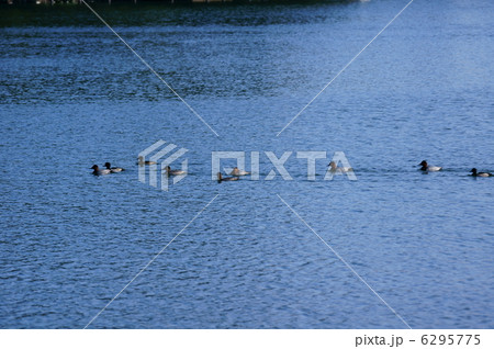 星羽白と金黒羽白　若者の集まりのようです。 6295775