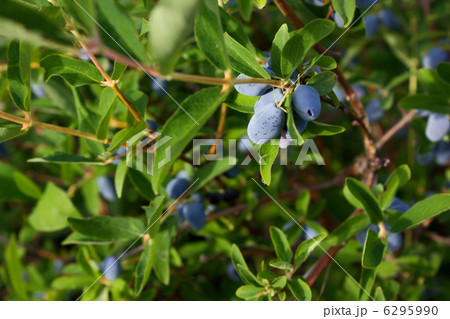 Honeysuckle berries and leaves 4136 6295990