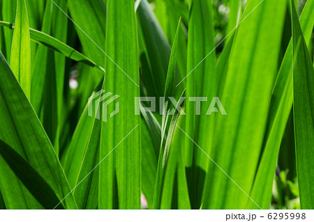 Green gladiolus leaf backcloth 4685 Green gladiolus leaf backcloth 4685 6295998