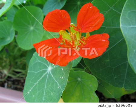 鮮やかなオレンジの花を咲かせます 6296008