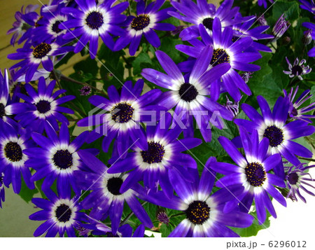 セネッテイ サイネリア 花 植物 セネッテイ サイネリア 花 植物 6296012