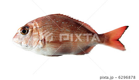 春を告げる桜色の真鯛 6296878