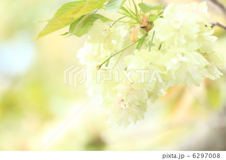緑の桜 「御衣黄」 6297008
