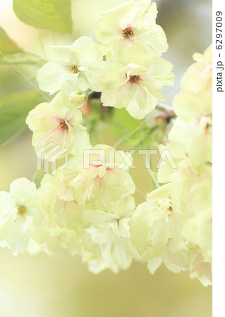 緑の桜 「御衣黄」 6297009