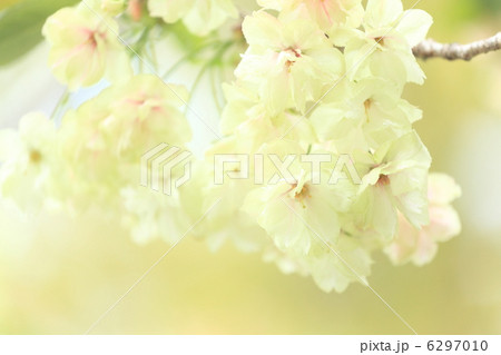 緑の桜 「御衣黄」 緑の桜 「御衣黄」 6297010