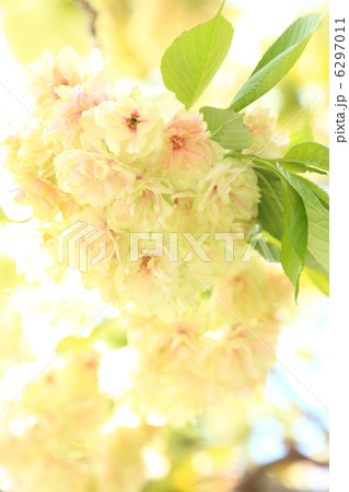 緑の桜 「御衣黄」 6297011