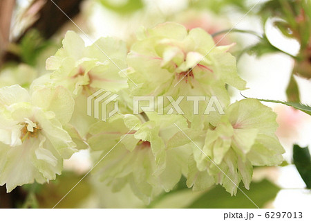 緑の桜 「御衣黄」 6297013