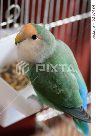 コザクラインコ 6297434