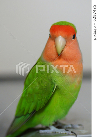 コザクラインコ 6297435