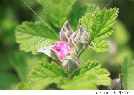 ナワシロイチゴの花 ナワシロイチゴの花 6297656