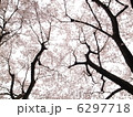桜のはなみち 6297718