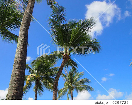 椰子の木と青空 椰子の木と青空 6297725