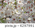 桜【満開】 6297991