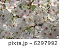 桜【満開】 6297992