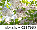 桜【葉桜へ】 6297993