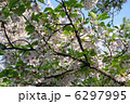 桜【葉桜へ】 6297995