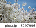 桜【満開】 6297996