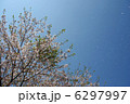 桜【桜吹雪】 6297997
