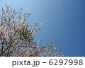 桜【桜吹雪】 6297998