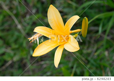 ニッコウキスゲ 6298283