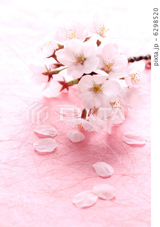 桜・和紙タテＰ 6298520