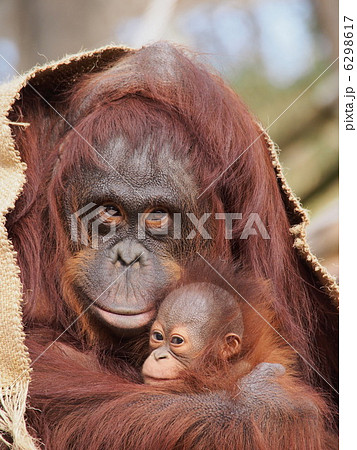 オランウータン親子の写真素材