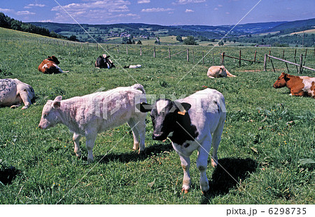 アルデンヌの春 6298735