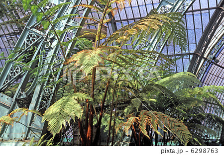 ベルギー王室の温室 ベルギー王室の温室 6298763