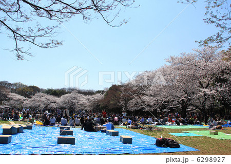 花見・場所取り 6298927