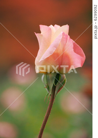 薔薇 薔薇 6299092