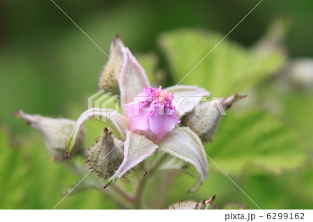 ナワシロイチゴの花 6299162