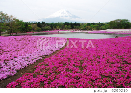 シバザクラ 6299210