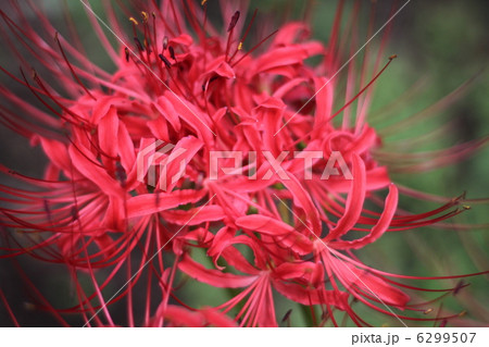 まんじゅしゃげ 6299507