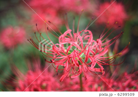 曼珠沙華 6299509