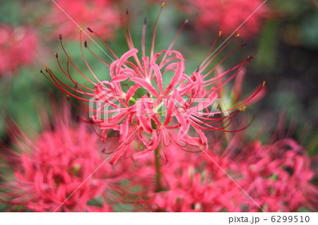 彼岸花 6299510