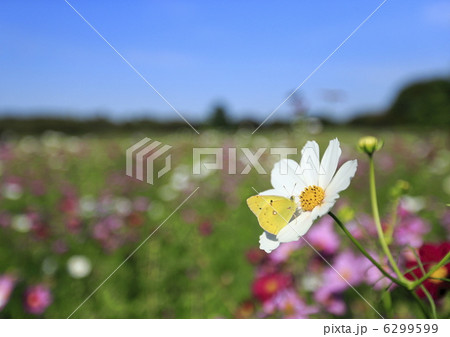 秋桜と蝶 6299599