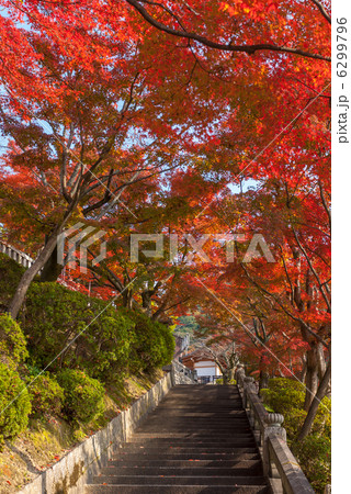 清水寺 6299796