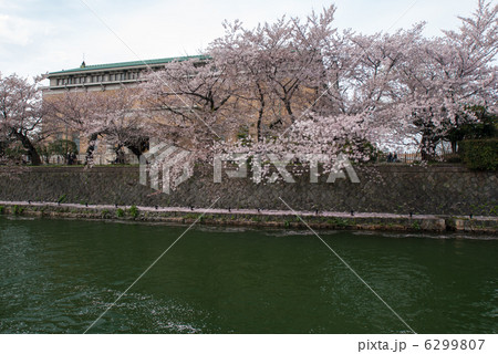 琵琶湖疎水の桜並木 琵琶湖疎水の桜並木 6299807