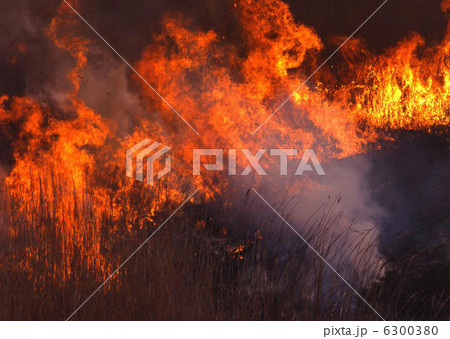 葦焼き 葦焼き 6300380