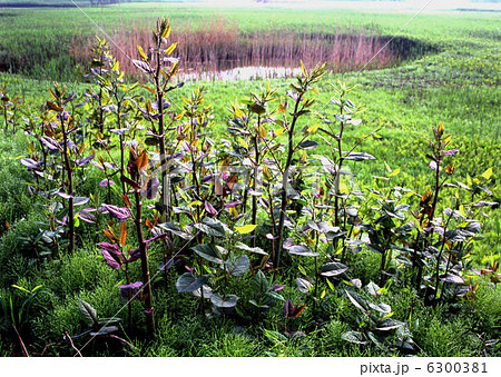 スカンポ 6300381