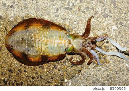 アオリイカ アオリイカ 6300396