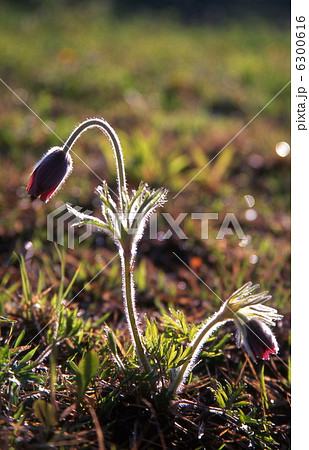 野生の翁草の花 6300616