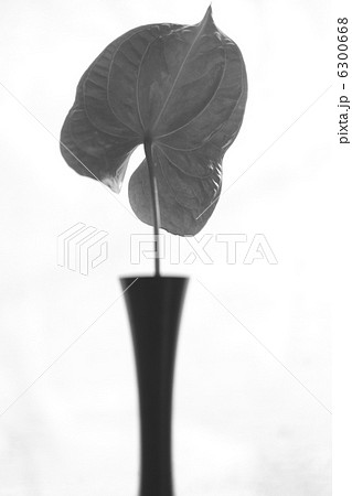 アンスリウム 6300668