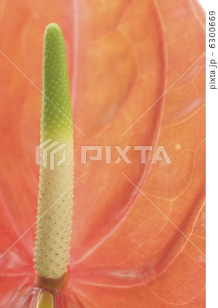 アンスリウム 6300669