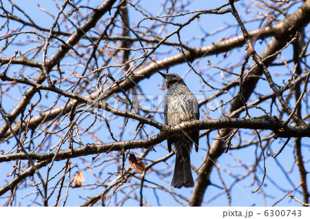 ヒヨドリ 6300743