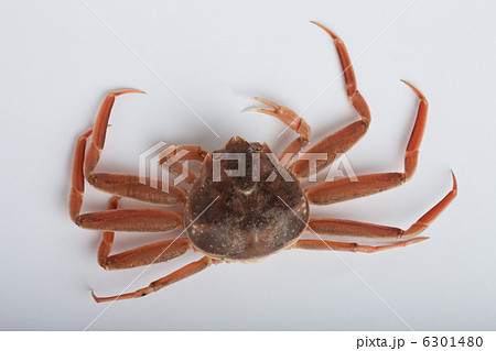 セイコガニ 6301480