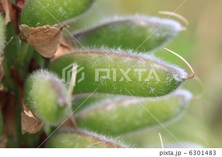 ルピナスの鞘(さや) ルピナスの鞘(さや) 6301483